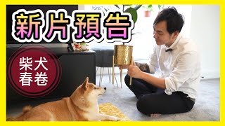 【新片預告】春卷做咩叫？｜Home Tour 請留意下一條影片｜柴犬春卷移民英國｜寵物移民｜Shiba Inu Manchester｜【廣東話】UK GB [upl. by Bertle]