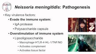 1 Microbiology of Neisseria [upl. by Tyson]