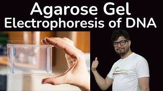 Agarose gel electrophoresis of DNA  agarose gel electrophoresis principle and procedure explained [upl. by Gwendolin383]