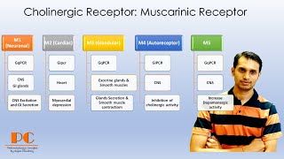 Cholinergic Receptors Pharmacology part 1  Muscarinic Acetylcholine Receptors [upl. by Ellerrehs891]