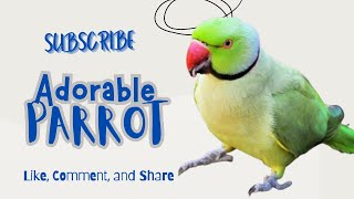 Soft Ringneck Parrot Whistling – Perfect Background ASMR [upl. by Ailet]