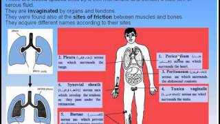 09Serous Membranes1Serous Membranes Anatomy Intro Dr Ahmed Kamal [upl. by Yarised]