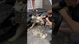 Grooming Aggressive Ferious Husky Impossible Challenge 😮‍💨🥵 shorts pets dog trending funny [upl. by Hteik281]