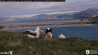 240723 Royal Albatross Cam  WYL餵食TFT時掉了一大塊章魚觸手 WYL dropped a chunk of octopus while feeding TFT [upl. by Annailuj]