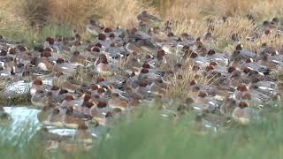 Wigeon 201223 [upl. by Barrus199]