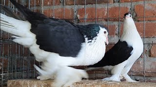 original black lahore siraji pigeon bangladeshi pigeon farm [upl. by Mahtal]