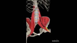 The Iliophosas Human Anatomy anatomy medicalstudent [upl. by Giefer]