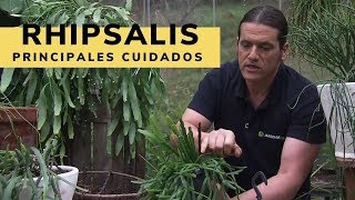 Principales cuidados de los Rhipsalis  Decogarden  Jardinatis [upl. by Patrizio]