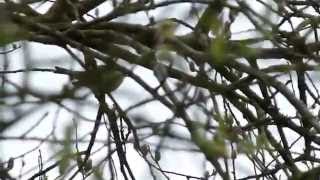 Siberian Chiffchaff Song [upl. by Home84]