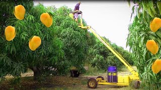 Mango Harvesting Machine  How to Mango Picking  Mango Farm Agriculture Technology [upl. by Ardekahs]