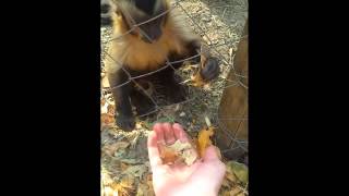 International Primate Rescue  Chino Crushing Leaves [upl. by Otrebireh220]