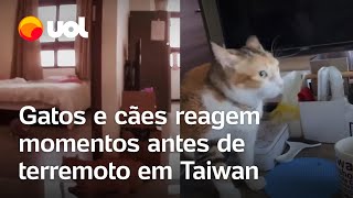 Taiwan Gatos e cães reagem ao terremoto momentos antes do tremor começar veja vídeos [upl. by Annaerb]