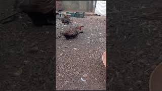 MUSCOVY DUCK MATING DUCK AND HEN MATING [upl. by Belita]