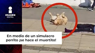 En medio de un simulacro perrito ¡se hace el muertito [upl. by Chiles]