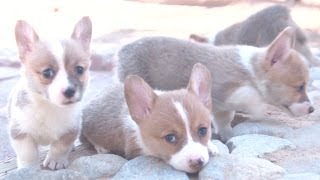 Amazing Animal Facts Corgis [upl. by Megan]