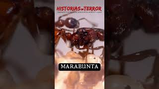 Invasión de las hormigas asesinas  2024 Documental [upl. by Harris]