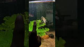 spotted gar 😎🦖 Lepisosteus oculatus spotted garfish aminal garfish monsterfish aquarium [upl. by Adnohsed]