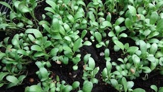 How to Grow Fenugreek Sprouts into Microgreens [upl. by Nrol]