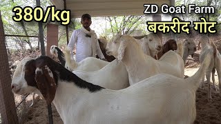 बकरीद कुर्बानी बकरे के खुदरा व्यापारी  zd goat farm 7877236013 beawar  bakreed bakro ka lot [upl. by Odraboel]