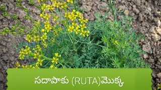 సదాపాకు మొక్కను RUTA GRAVEOLENSE చూడండి కషాయం గా మరియు హోమియోపతి లో ముఖ్యమైన మందు [upl. by Flanna118]