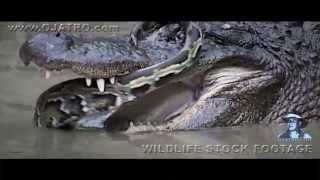 Python Fighting Alligator 0101 Narration [upl. by Ahteres]