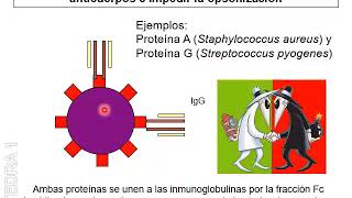 Patogenicidad Bacteriana III [upl. by Asiilanna793]