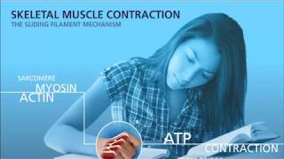 Muscle contraction animation [upl. by Hterrag]