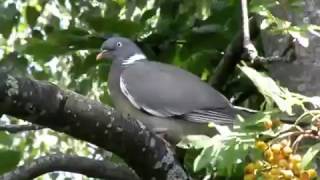 Columba palumbus Colombaccio [upl. by Fablan]