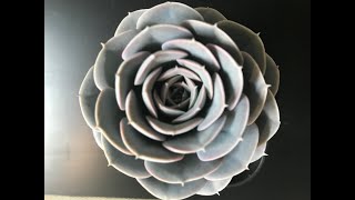 Echeveria Collection and Tips for Care and Propagation [upl. by Halverson]