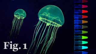 How glowinthedark jellyfish inspired a scientific revolution [upl. by Turino]