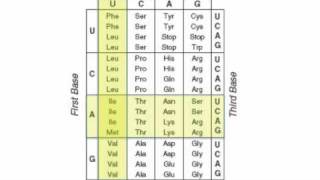 Video 5 Codon Chart [upl. by Akamaozu]