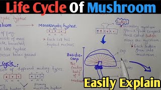 Life Cycle Of Mushroom Agaricus Or Basidiomycota In Urdu Hindi [upl. by Pearse]