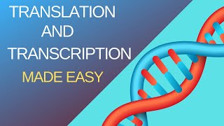 A Level Biology Topic 6 Nucleic acids amp protein synthesis transcription amp translation [upl. by Cherilyn285]