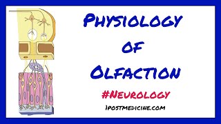 How the Body Works  The Olfactory Pathway [upl. by Fairleigh]