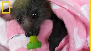 Esta mujer rescata a adorables crías de murciélago  National Geographic en Español [upl. by Melinda]