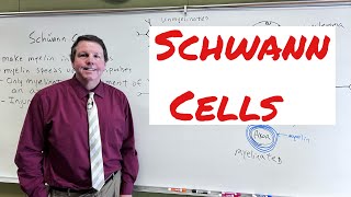 Schwann Cells [upl. by Cayser]