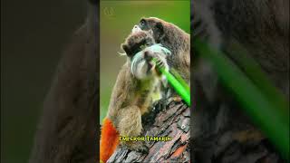 Incredible Emperor Tamarin ytshorts shorts trending [upl. by Eihs163]