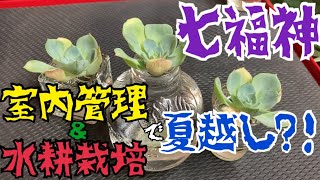 多肉植物 七福神 夏に落ち気味だから今年は絶対救いたい！！！！ [upl. by Bratton]