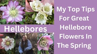 Hellebores  Tips On How To Look After Your Garden Hellebore Plants [upl. by Jeane]