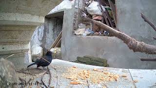 12 9 24 Male Indian Robin or Magpie prefers Grains and ignores Biscuit pieces ants and insects [upl. by Lyssa]