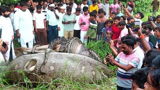 बहुत ही दर्दभरी घटना 10 दिन के बच्चे को जिंदा निगल गया अजगर सांप फिर कैसे क्या हुआ। Emotional 🥹😭🐍 [upl. by Warrin]