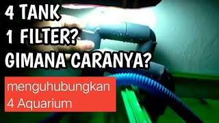 1 FILTER 4 TANK  MENGHUBUNGKAN BEBERAPA AQUARIUM [upl. by Cass286]