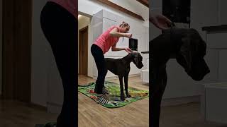 Adelle greatdane alano giantqueen1 training girls slovakia sexigirls dogs honey [upl. by Pen]