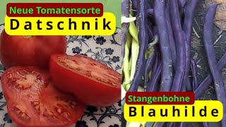 NeueTomatesorte Datschnik amp Stangenbohne Blauhilde [upl. by Enyehc471]