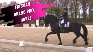 Friesian Grand Prix Dressage Horse [upl. by Helse]