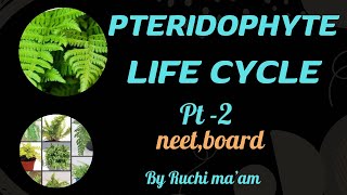 Pteridophytes plant kingdom lifecycleclass11cbseboardsneet [upl. by Greiner]