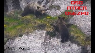 Osoa Ataca Oso de 2º Año al Borde del Precipicio Bear Attacks Little One [upl. by Karwan]