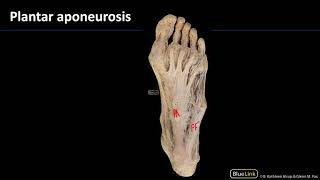 MSK Lab 2 Station 27  Plantar Aponeurosis [upl. by Joycelin]