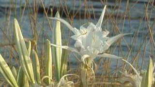 Pancratium maritimum [upl. by Xavier]