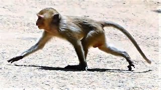 Pet Monkey Is Released by His Owner Today Release Monkey Seems Feels Very Happy With His Freedom [upl. by Marylynne]